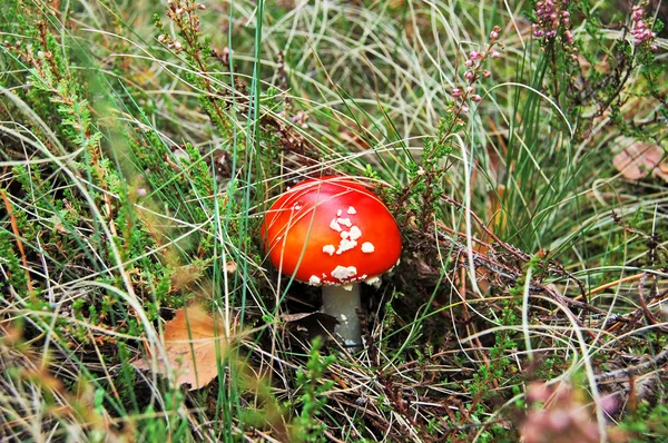 Amanita muscaria Pavel — Stock fotografie