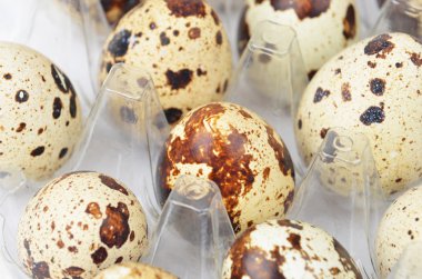 Plastik kabın içinde bıldırcın yumurtası.