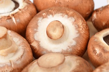 Champignon (gerçek mantar)