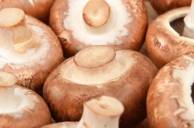 Champignon (gerçek mantar)