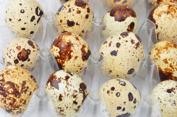 Перепелиные яйца в пластиковом контейнере — стоковое фото