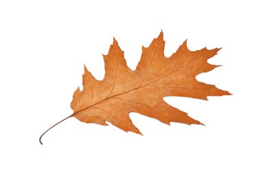 Meşe yaprağı düşmek