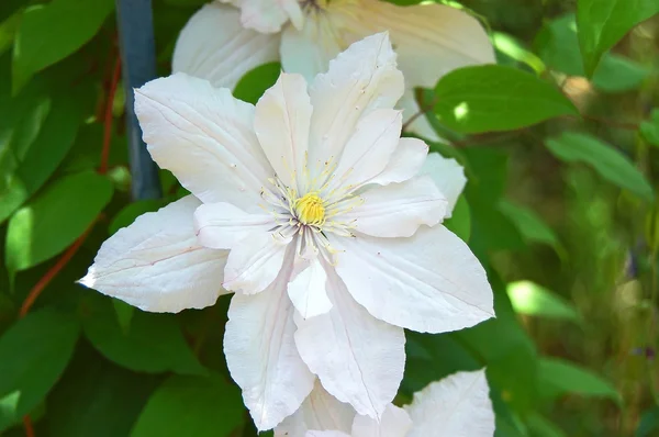 Κληματιτής λευκό λουλούδι — Φωτογραφία Αρχείου