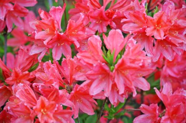 Açelya (Rhododendron molle. Blume)