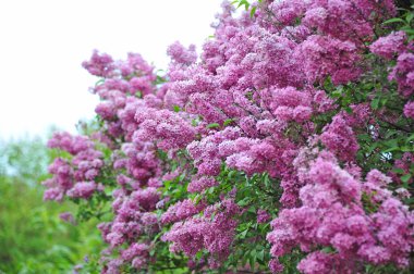 Leylak (Syringa) çiçek