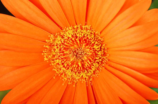 Fiore di gerbera arancione — Foto Stock