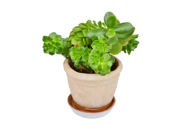 Succulent plant sempervivum and Crassula — Stock Photo, Image
