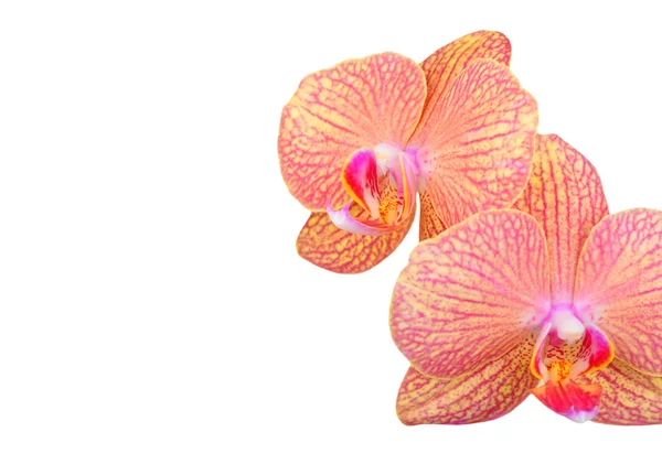 Pink orchid flower — Stock Photo, Image