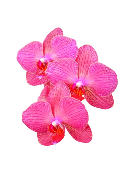 Pembe orkide çiçeği.