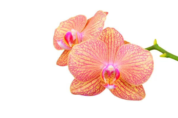 Pink orchid flower — Stock Photo, Image