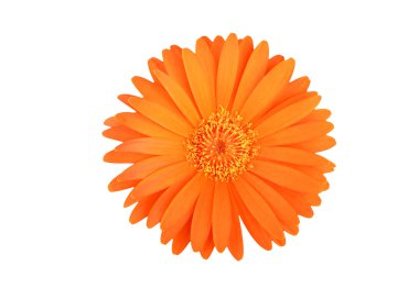 Turuncu gerbera çiçek