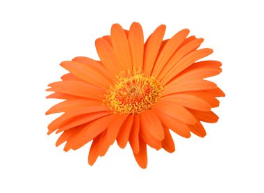Turuncu gerbera çiçek