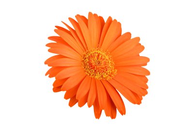 Turuncu gerbera çiçek