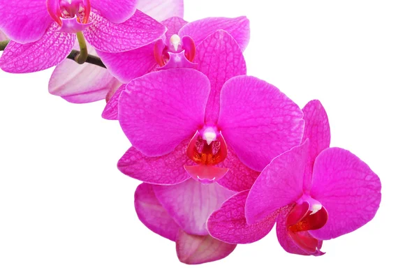 Růžová orchidej květiny — Stock fotografie