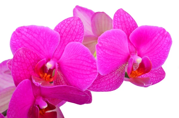 Růžová orchidej květiny — Stock fotografie