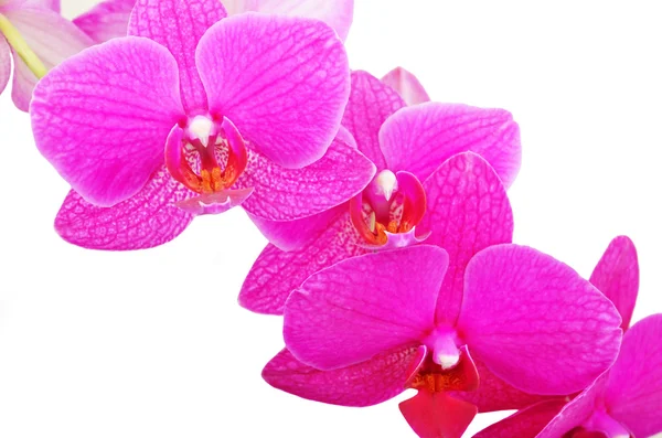 Рожева квітка орхідеї — стокове фото