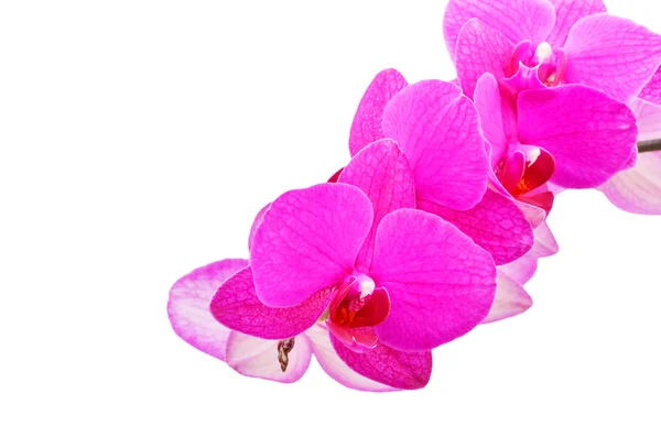 Flor de orquídea rosa — Foto de Stock