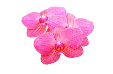 Pembe orkide çiçeği.