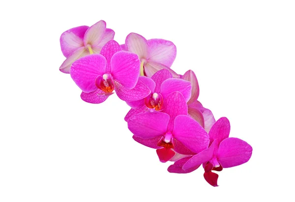 Roze orchidee bloem — Stockfoto