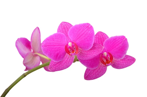 Pembe orkide çiçeği. — Stok fotoğraf