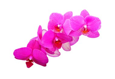 Pembe orkide çiçeği.