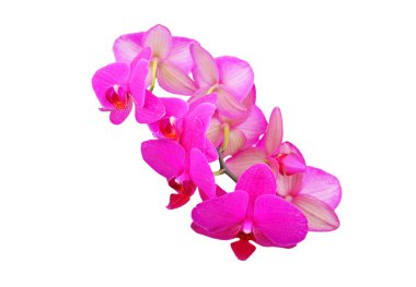 Pembe orkide çiçeği.