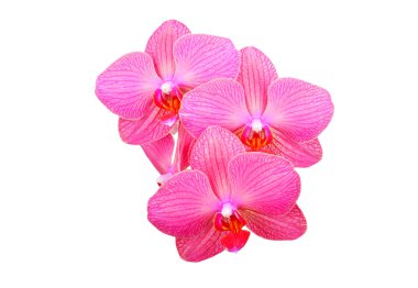 Pembe orkide çiçeği.