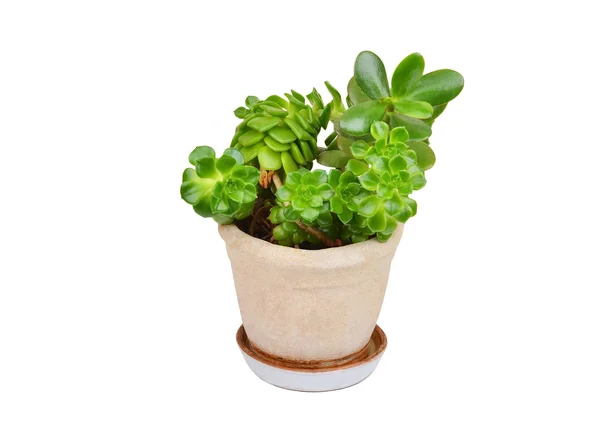 Saftiga växter sempervivum och Crassula — Stockfoto