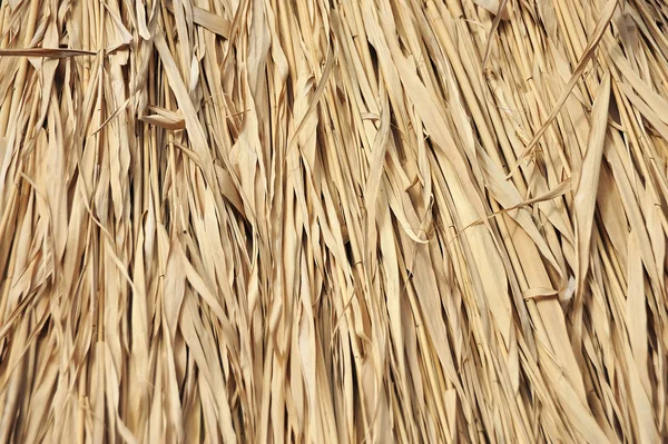 Reed bakgrund, närbild — Stockfoto