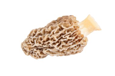 Morchella esculenta mantar