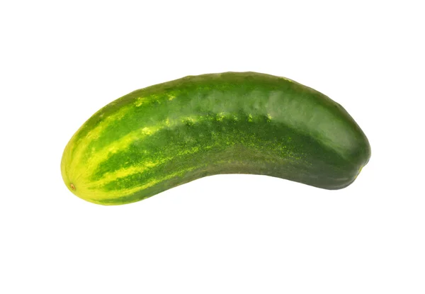 Green cucumber gherkin — Stock Photo, Image