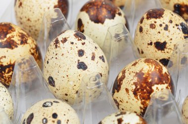 Plastik kabın içinde bıldırcın yumurtası.