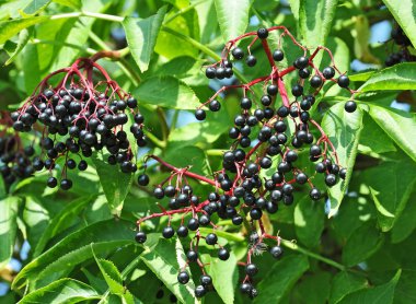 sello de franqueo inmigrantes polacos Francia 1973