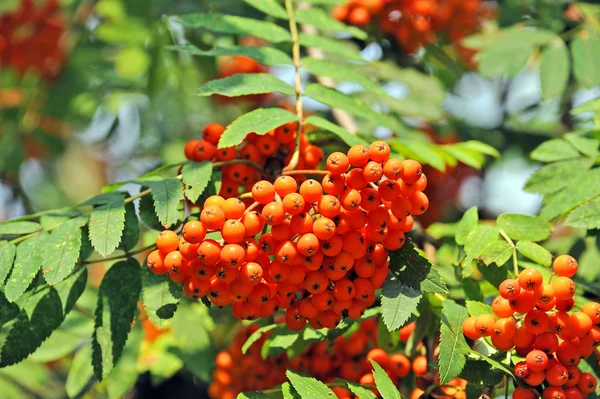 Bayas de Rowan, Ceniza de montaña (Sorbus ) — Foto de Stock