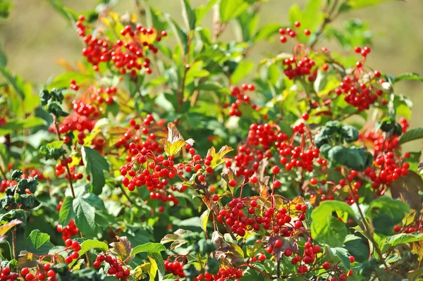 Unele viburnum coapte pe ramură, DOF — Fotografie, imagine de stoc