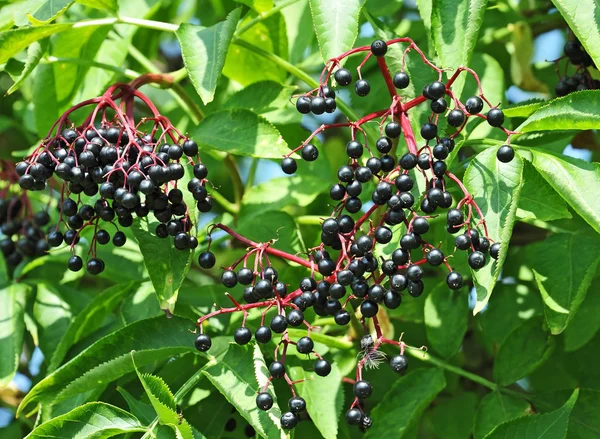 분기에 일부 익은 elderberry — 스톡 사진