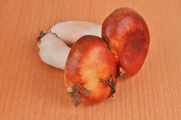 Boletus edulis champignon på træplade - Stock-foto