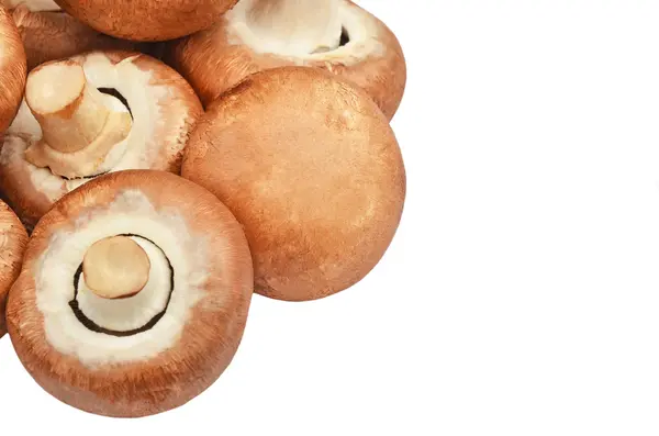 Champignon (verdadeiro cogumelo ) — Fotografia de Stock