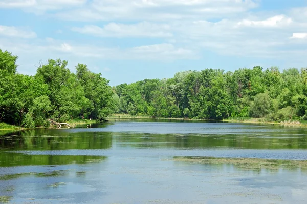 Spring tree and lake — Stock Photo, Image