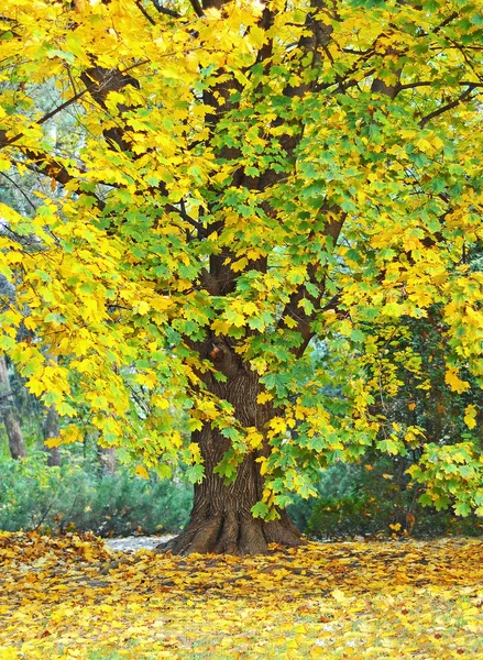 Hermoso árbol en el parque de otoño —  Fotos de Stock
