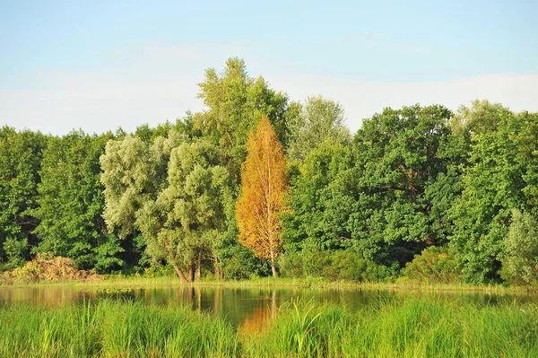 Árbol de primavera y lago —  Fotos de Stock