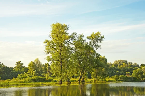 Poplar tree over lake — Stock Photo, Image