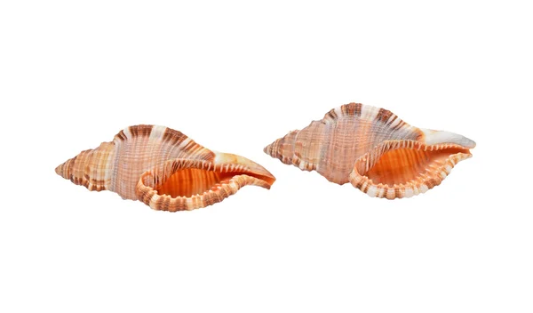 黒海 Rapana ヴェノーザ (thomassiana のザルガイの殻) — ストック写真
