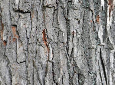 Ağaç kabuğu dokusu