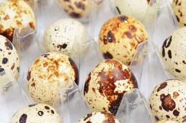 Plastik kabın içinde bıldırcın yumurtası.