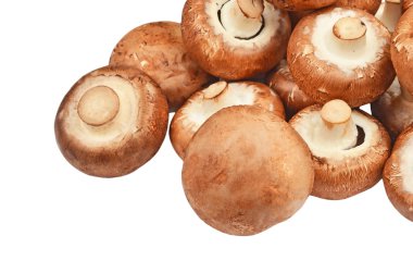 Champignon (gerçek mantar)