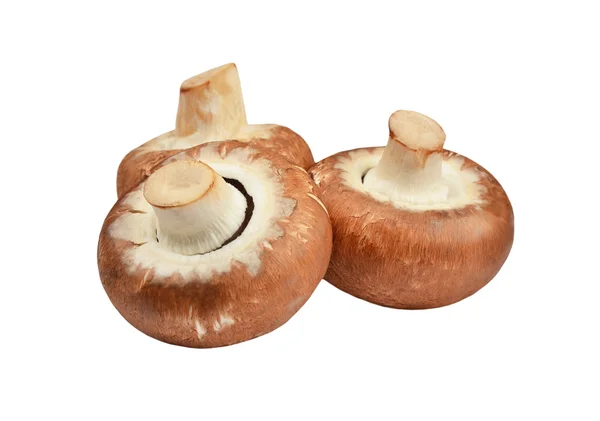 Champignon (True mushroom) — Stock Photo, Image