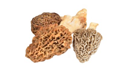 Morchella esculenta mantar