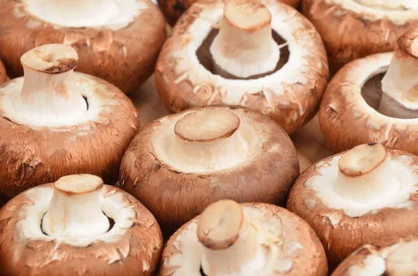 Champignon (True mushroom) — Stock Photo, Image