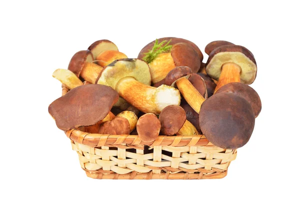 Boletus edulis mushroom in basket, DOF — Stock Photo, Image